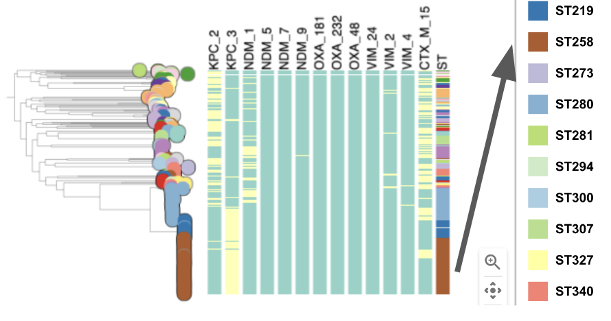 Task 5: Which STs are associated with the presence of carbapenamase genes? In the tree with added metadata blocks, we can observe a large brown block of isolates belonging to ST258. You will need to check the Legend on the very right of Microreact.