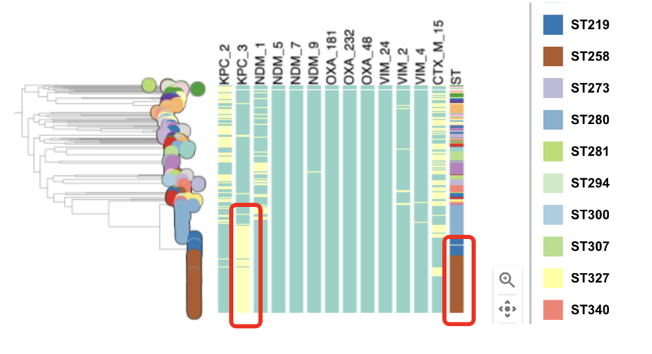 Task 5: Which STs are associated with the presence of carbapenamase genes? On a close look, we can observe that ST258 is associated with the presence of the carbapenamase gene KPC-3.