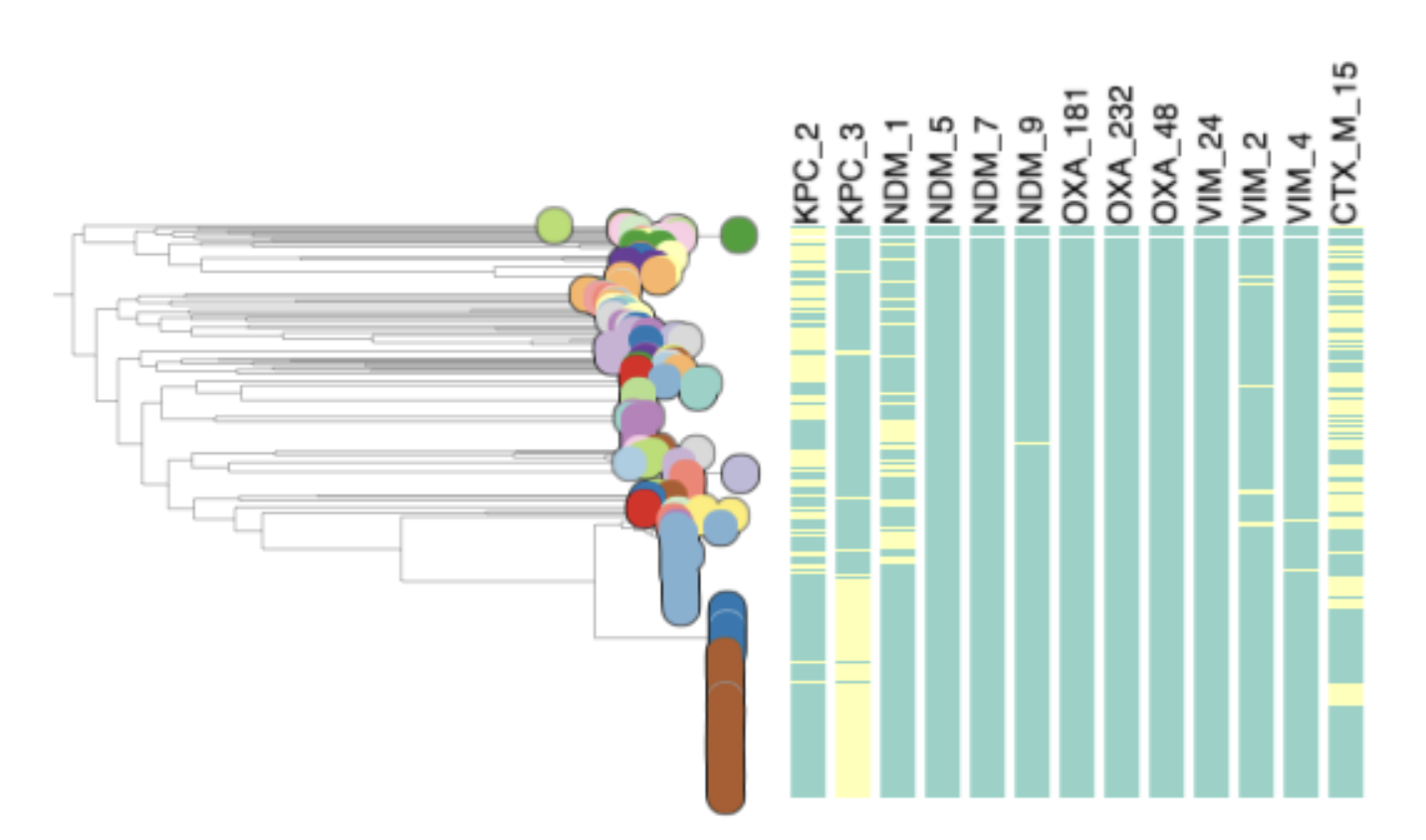 Task 4: Plot metadata blocks for CTX-M-15, NDM-1, KPC and OXA genes. What are the prevalent AMR mechanisms detected ? Step 3: The tree panel will show metadata columns. Yellow indicates presence of a certain gene and green indicates absence. In the panel shown here, it appears that the most common genes present are KPC-2, KPC-3, NDM-1 and CTX-M-15.