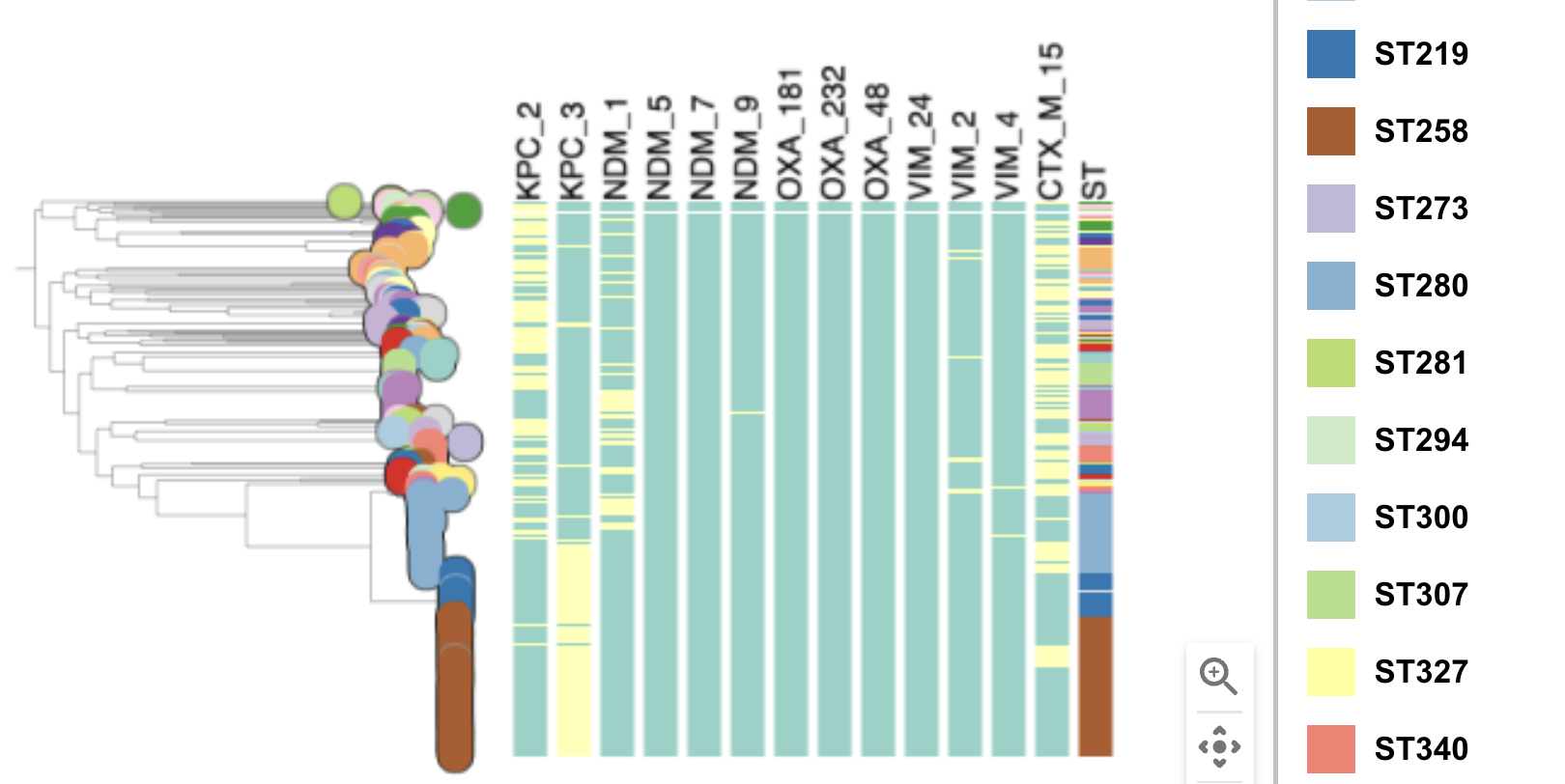 Task 5: Which STs are associated with the presence of carbapenamase genes? Step 2: Observe the new metadata column next to the tree, with the header "ST".